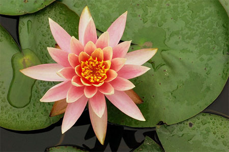 Free Information and News about National Flower of India - Lotus