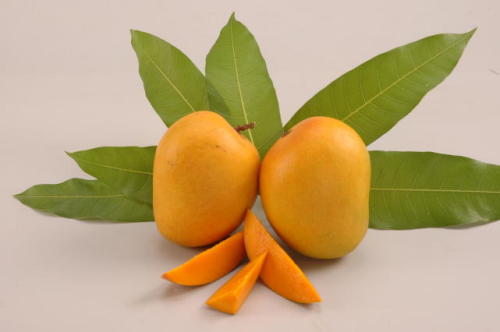 Free Information and News about National Fruit of India - Mango
