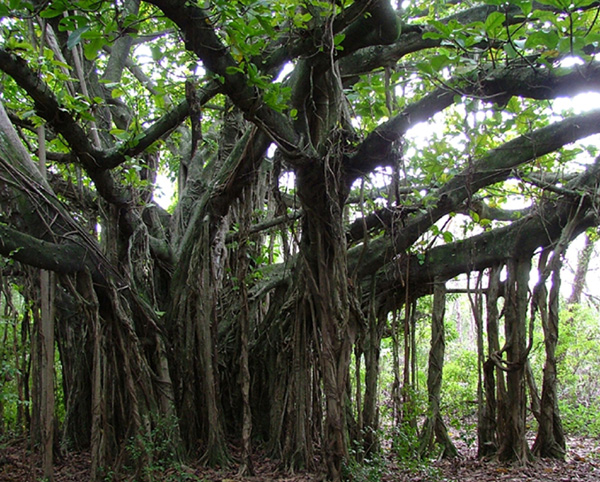 Free Information and News about National Tree of India - Banyan Tree