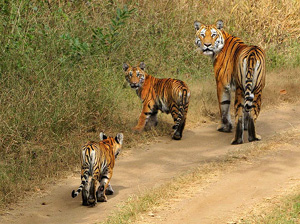 Pench National Park, Madhya Pradesh - Top 10 Widlife Sanctuaries of India - Best National Parks and Indian Wildlife Sanctuaries - Indian Wildlife - Most Popular Indian Wildlife Sanctuaries - Ten Best Wildlife Sanctuaries of India