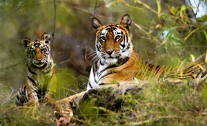  Bandhavgarh National Park, Madhya Pradesh - Top 10 Widlife Sanctuaries of India - Best National Parks and Indian Wildlife Sanctuaries - Indian Wildlife - Most Popular Indian Wildlife Sanctuaries - Ten Best Wildlife Sanctuaries of India